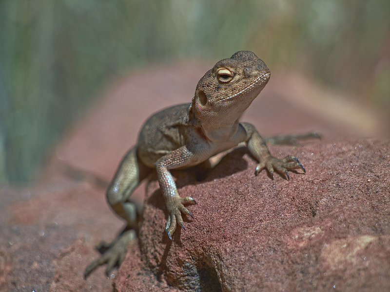 Kings Canyon